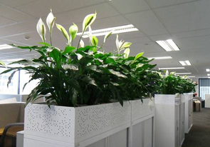 办公室风水植物怎么选呢?