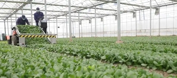 关于印发《2025年崇明区农产品绿色生产基地及绿色食品（有机产品）认证基地标准化建设工作方案》的通知